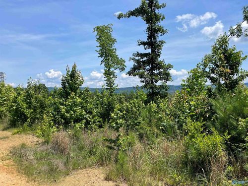 199 Acres Hornbuckle Rd, Collinsville, AL, 35961 | Card Image