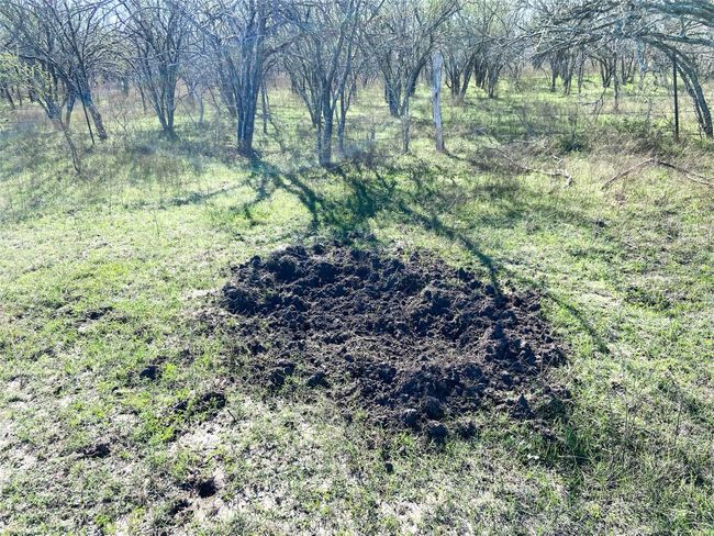 Sign of hogs at the brush line | Image 18
