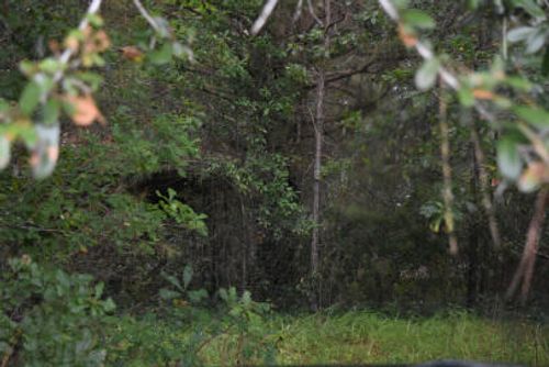 80 Thompson Rd, Hemingway, SC, 29554-5646 | Card Image