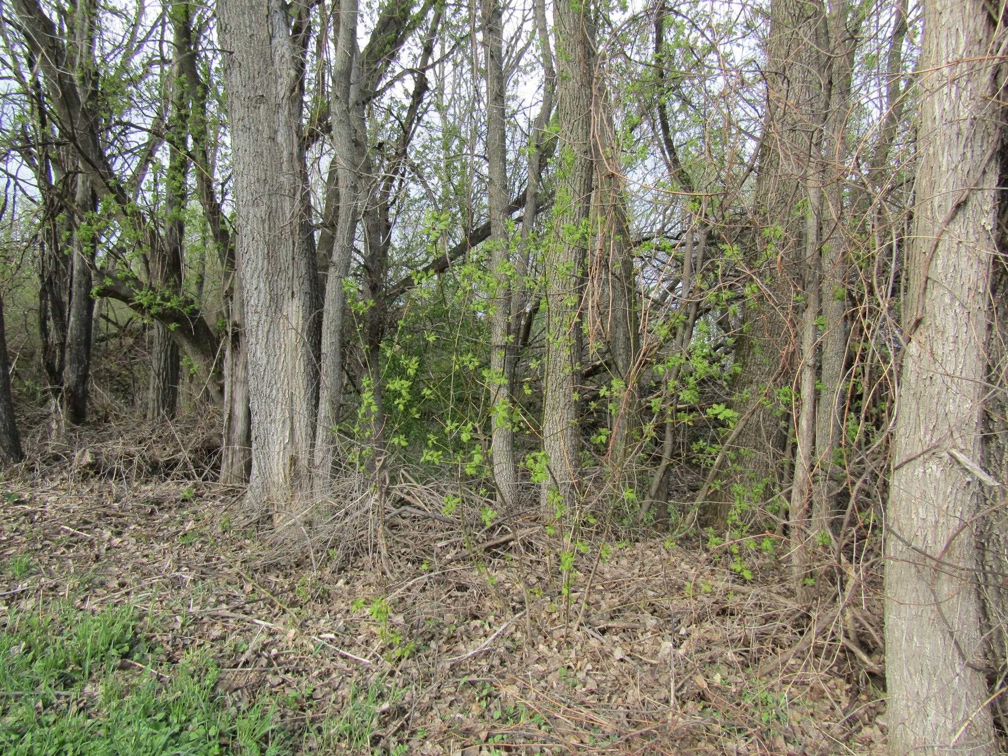Land in Alburgh 5