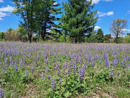 1001 Barberry Ave, Newaygo, MI, 49337 | Card Image