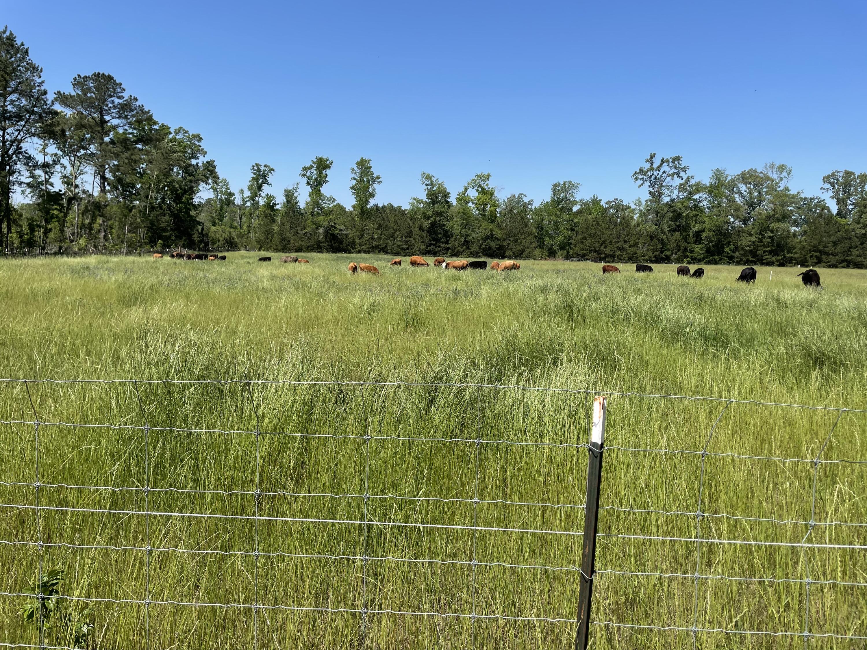 Land in Walterboro 4