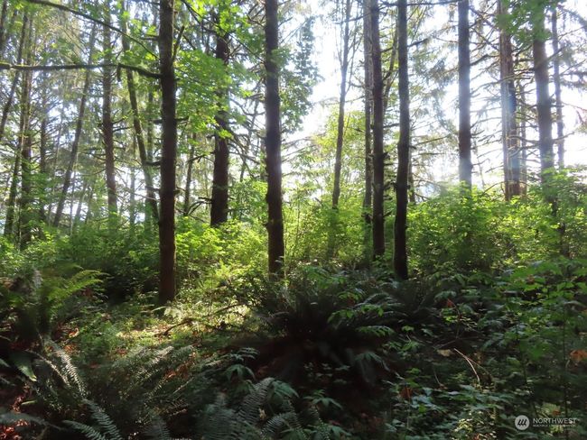 0 XXX State Route 4 W, Home with 0 bedrooms, 0 bathrooms and null parking in Grays River WA | Image 11