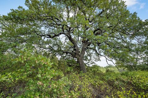 Lot 16 Double B Ranch Rd, Perrin, TX, 76486 | Card Image