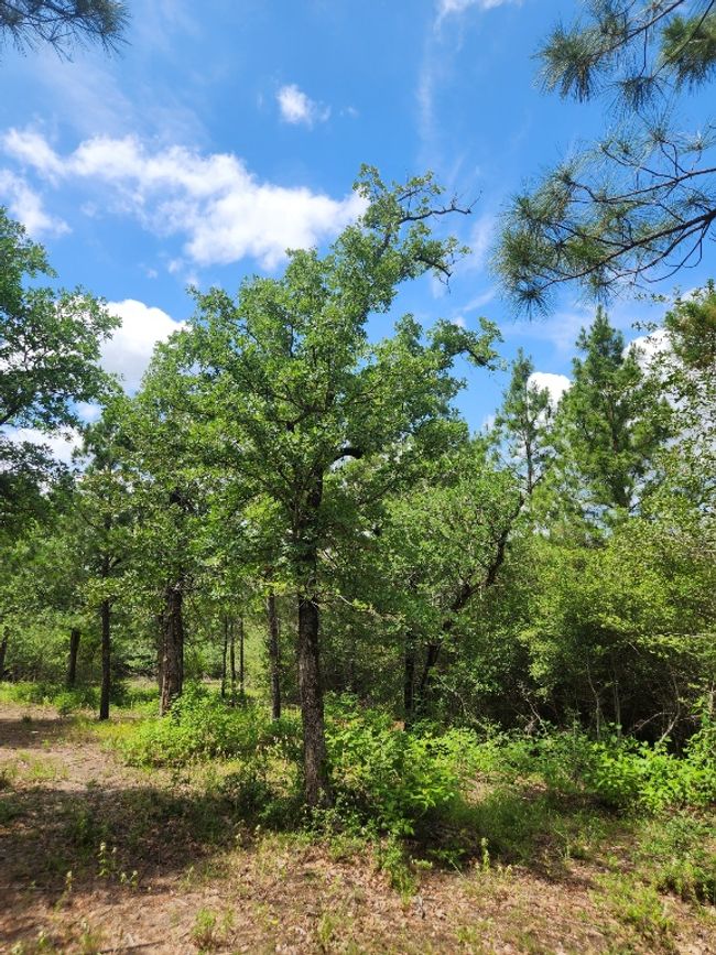 124 Paintbrush Ln, Home with 0 bedrooms, 0 bathrooms and null parking in Bastrop TX | Image 13