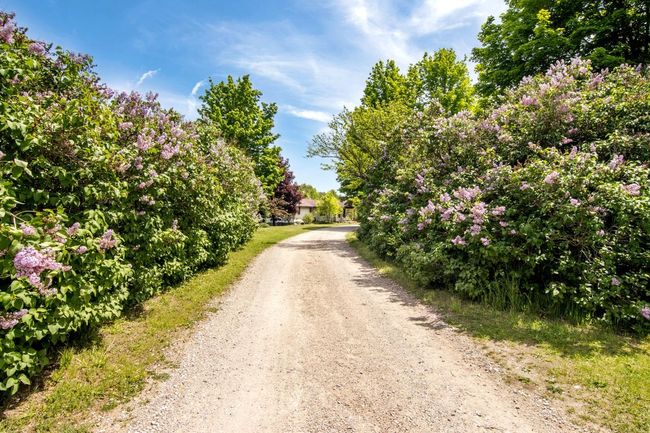 More Lilacs! | Image 34