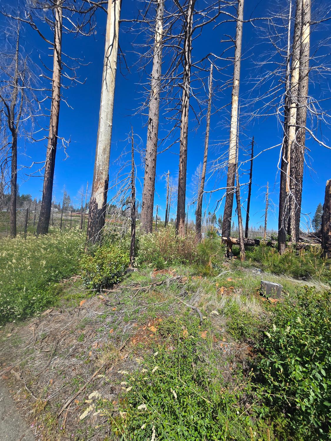 Land in Grizzly Flats