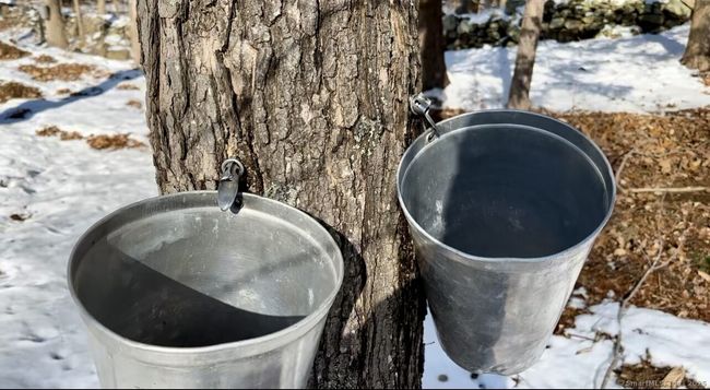 There are 20 plus mature maple trees for those bent of maple tapping. | Image 36