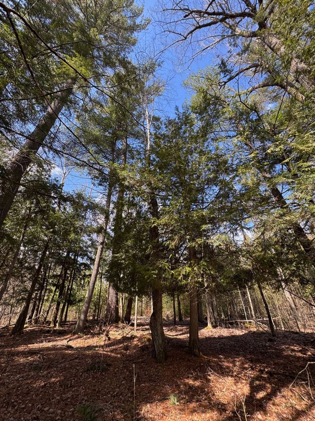 4233 Hardacre Trl, Home with 0 bedrooms, 0 bathrooms and null parking in Houghton Lake MI | Image 21