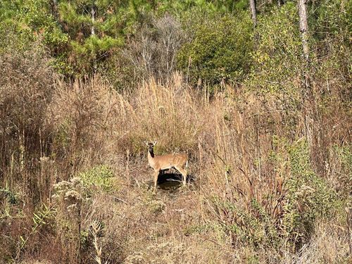 00 Stanford Lake Rd., Poplarville, MS, 39470 | Card Image