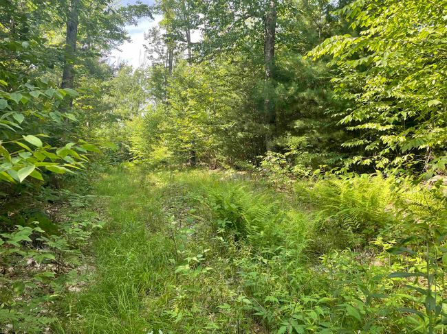63 New Boston Rd, Home with 0 bedrooms, 0 bathrooms and null parking in Francestown NH | Image 4