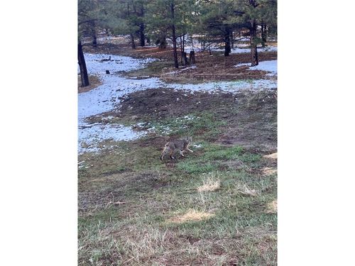 18673 N Elbert Rd, Elbert, CO, 80106-9401 | Card Image