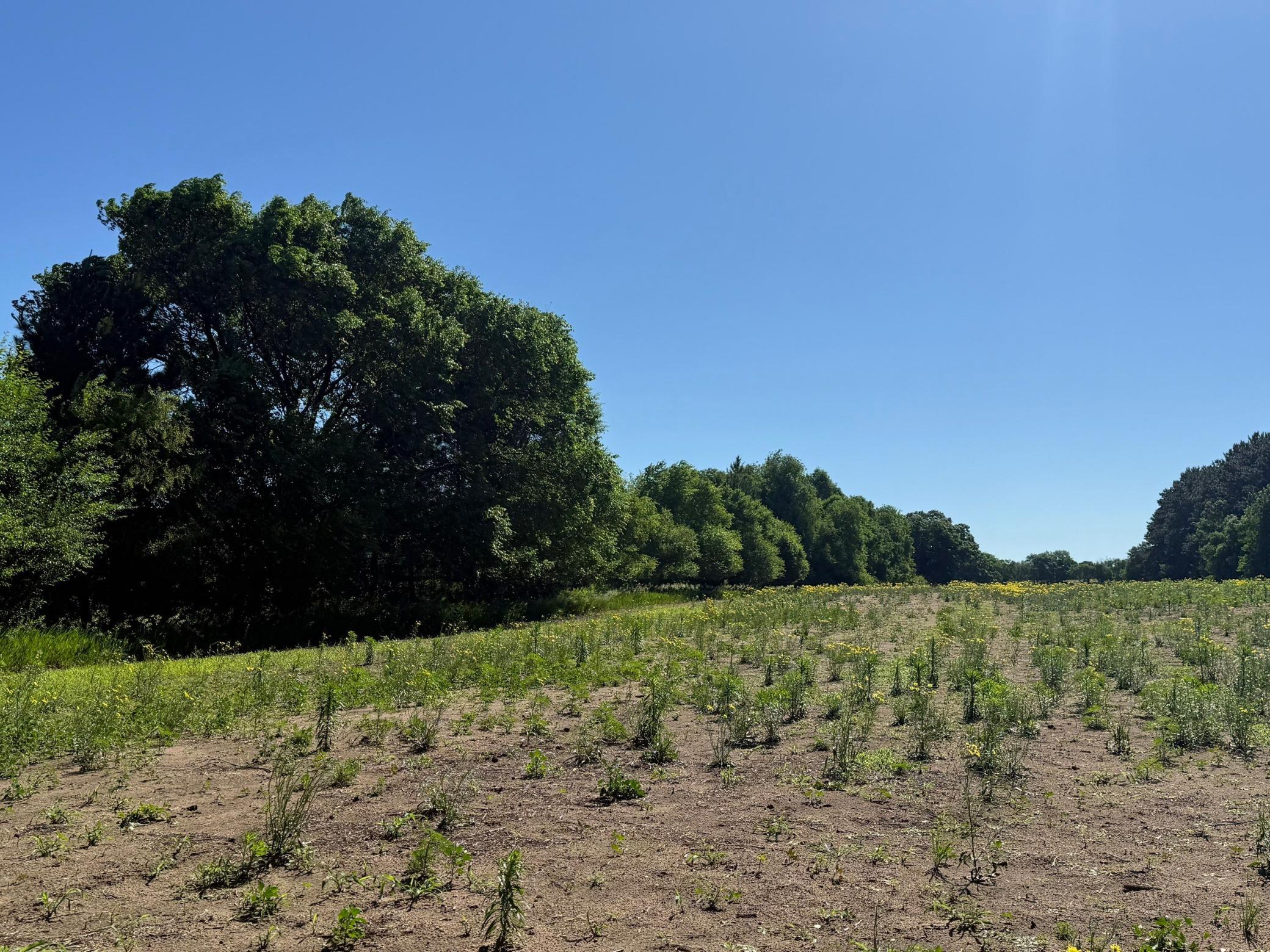 Land in Becker 4