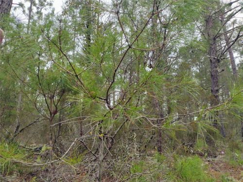 171 7th Way, Interlachen, FL, 32148 | Card Image