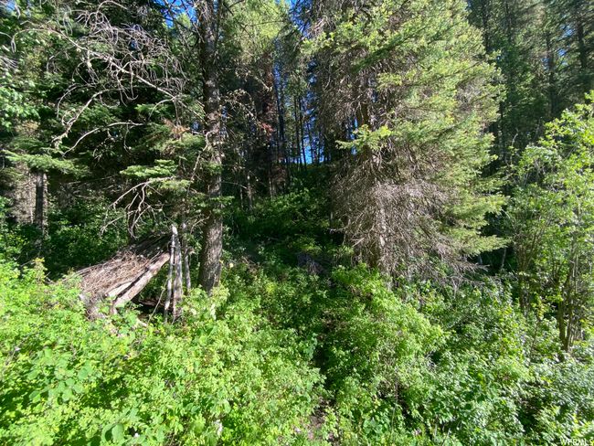 View of local wilderness | Image 16
