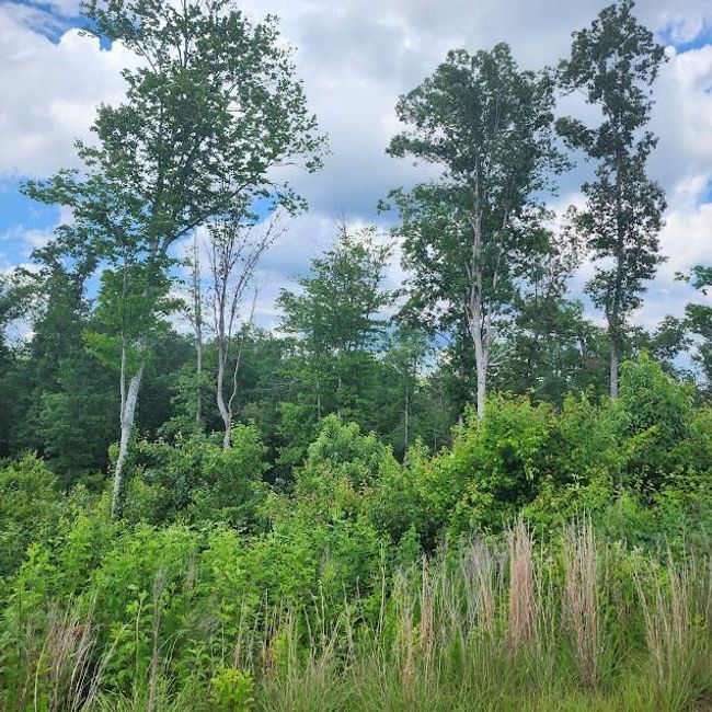 0 Woodstone Trail, Home with 0 bedrooms, 0 bathrooms and null parking in Ellijay GA | Image 15