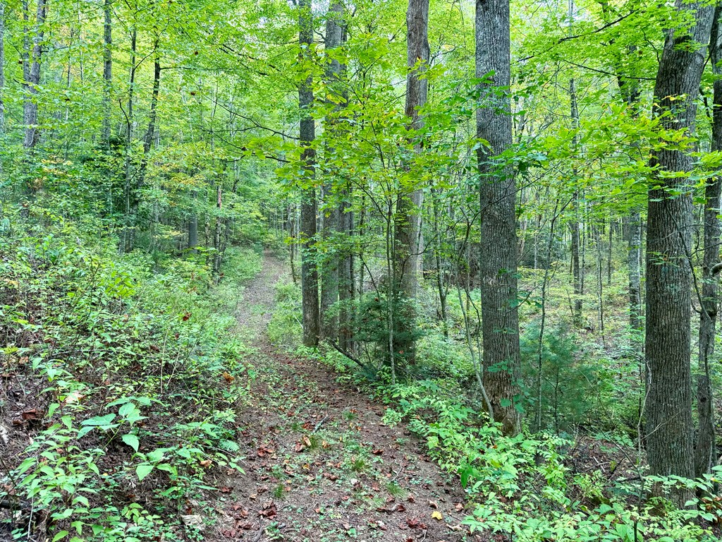 Land in Tuckasegee 5