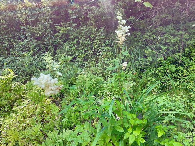 View of nature | Image 12