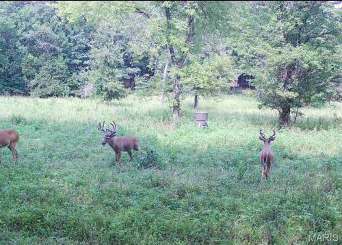 000 Carter 254, Grandin, MO, 63943 | Card Image