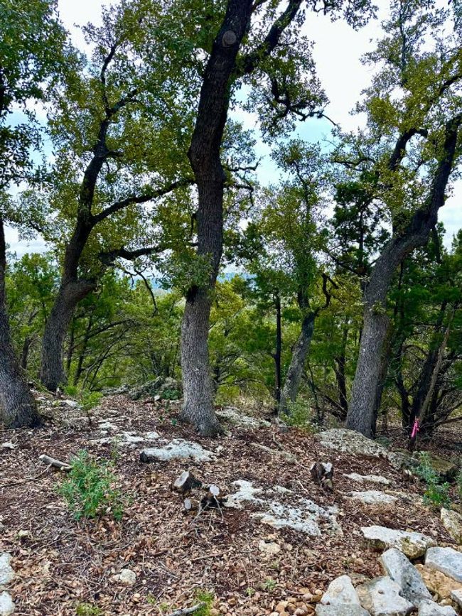 View of local wilderness | Image 4