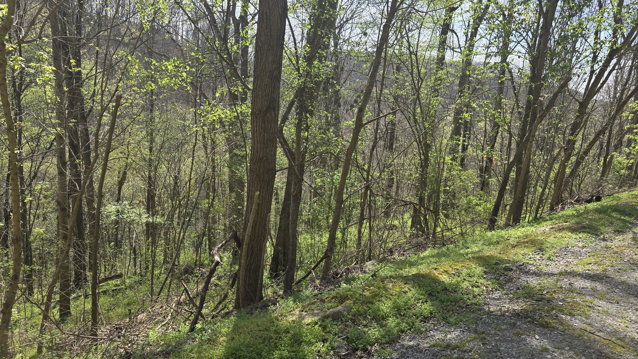 Land in Smithville 4