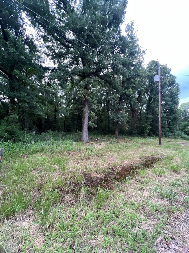 View of local wilderness | Image 6