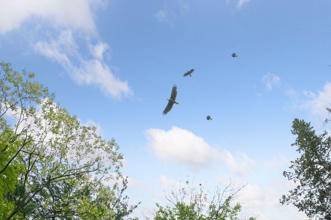 Wildlife includes a Bald Eagle | Image 60