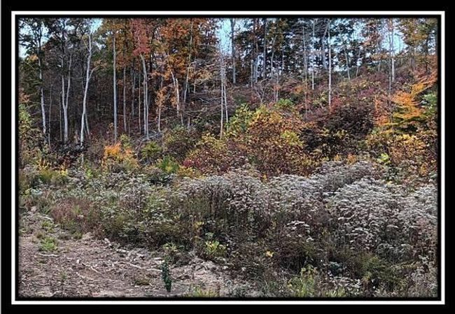 TRACT-1 - 34482 Huston Rd, Home with 0 bedrooms, 0 bathrooms and null parking in Radcliff OH | Image 23
