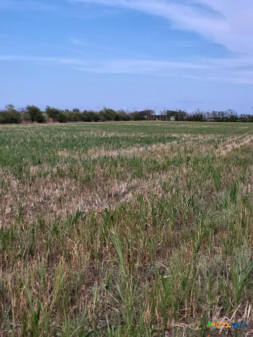 1701 W Fm 487, Jarrell, TX, 76537 | Card Image