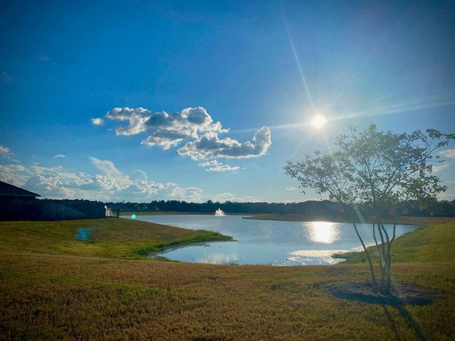 A serene lakeside view under a clear blue sky, featuring a sunlit landscape with open grassy areas and a small tree, perfect for enjoying nature and tranquility. | Image 12