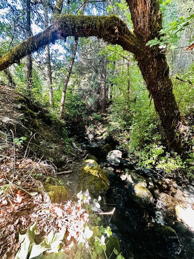 McDonald Creek | Image 4