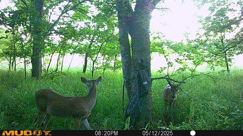 131 Dugan Chapel Rd, Bells, TX, 75414 | Card Image