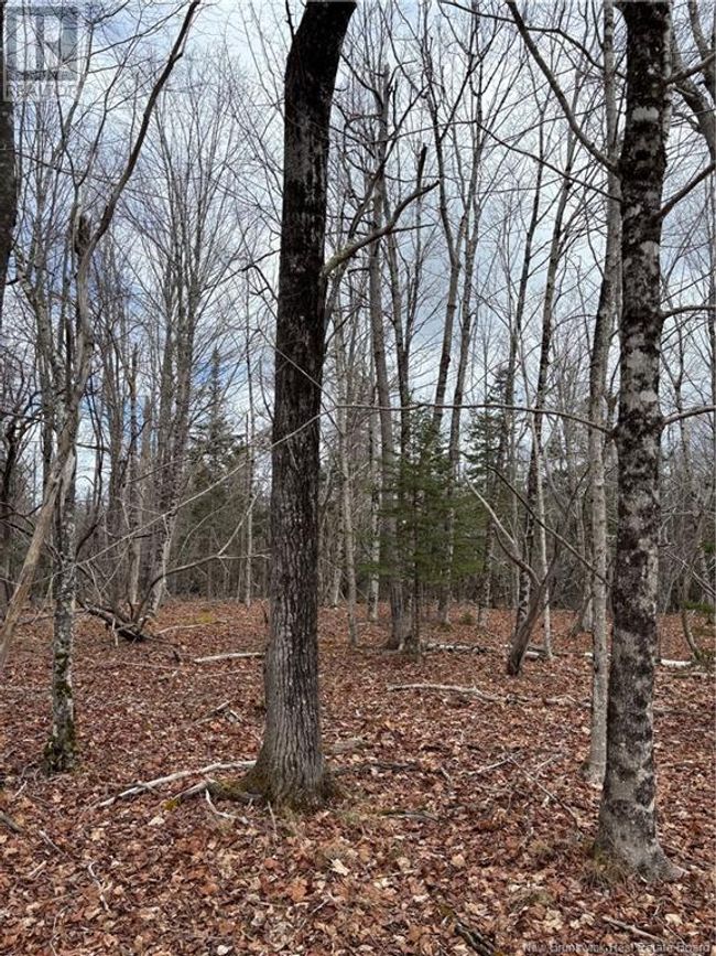 4640 Rte 127, Home with 0 bedrooms, 0 bathrooms and null parking in Chamcook NB | Image 7