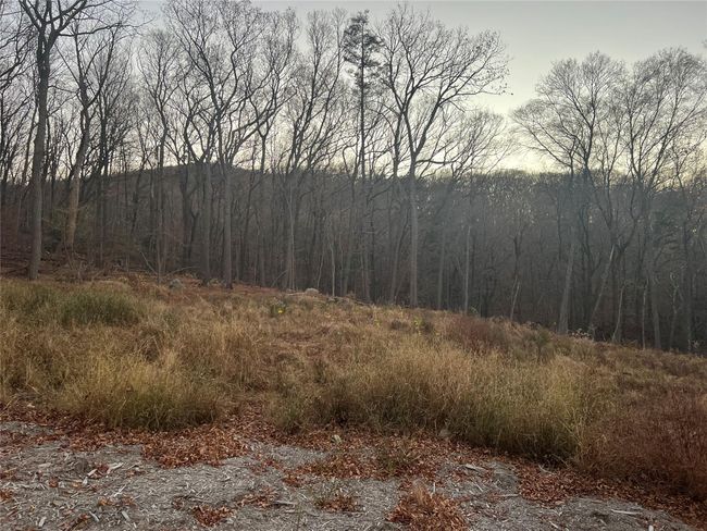 View of local wilderness | Image 7