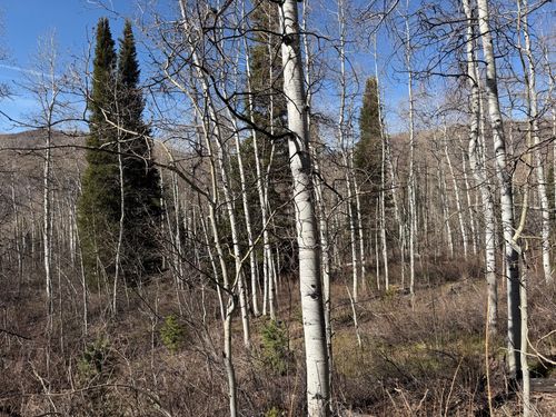 545-5209 White Pine Cir, Kamas, UT, 84036 | Card Image