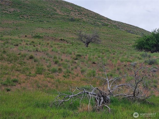 Old Apple tree remnants remain near original stagecoach trail on property. | Image 13