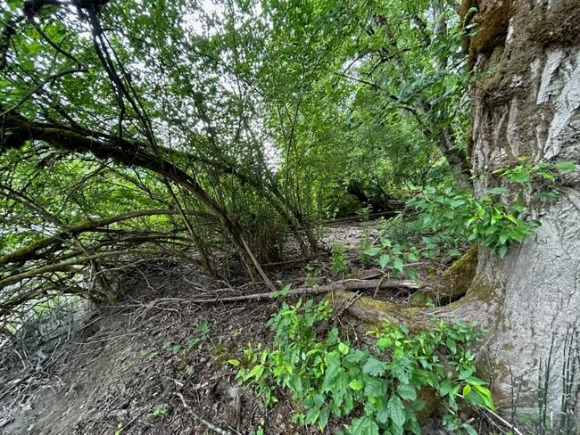 Lot 6 Trans Canada Highway, Home with 0 bedrooms, 0 bathrooms and null parking in Yale BC | Image 24