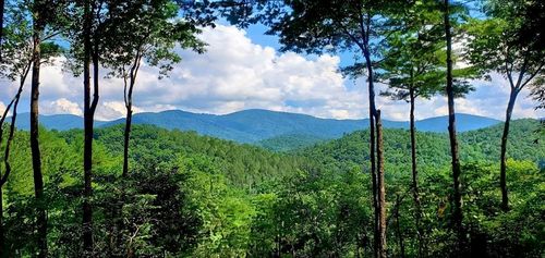 Lot 3 Gold Ridge Trail, Cherry Log, GA, 30522 | Card Image