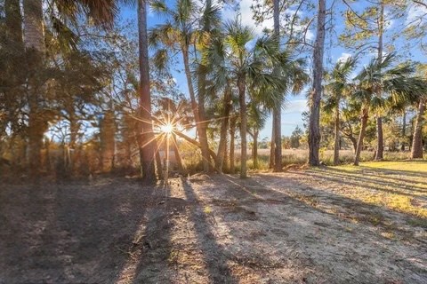 Land in Steinhatchee 3