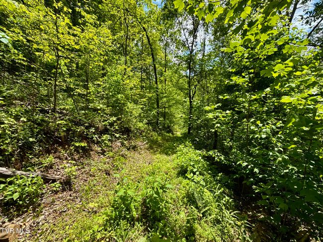 47 Tbd Enoch Rd, Home with 0 bedrooms, 0 bathrooms and null parking in Eidson TN | Image 20