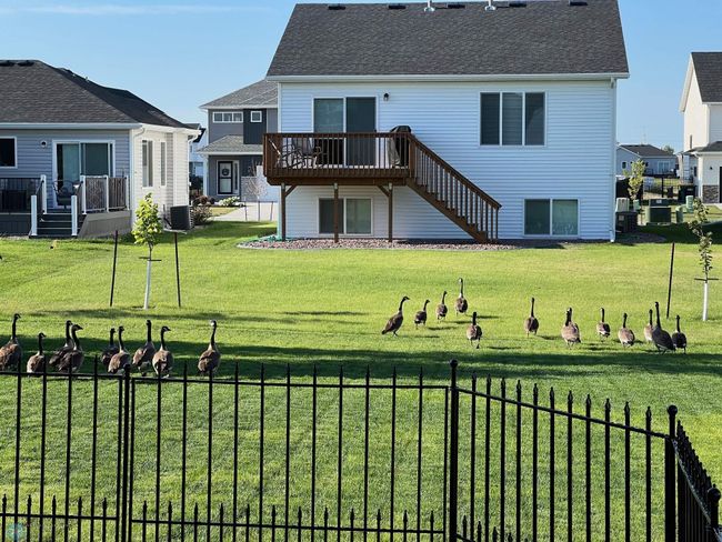 Geese! | Image 51