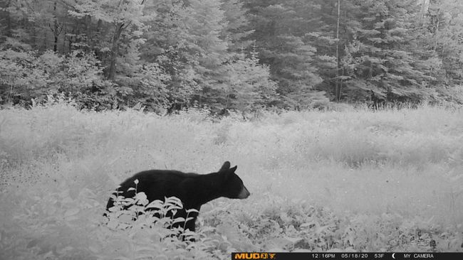 Bear near the Pond.jpg | Image 22