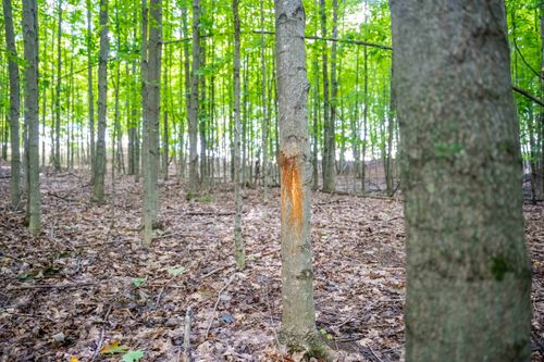 V/L County Road 633, Grawn, MI, 49637 | Card Image