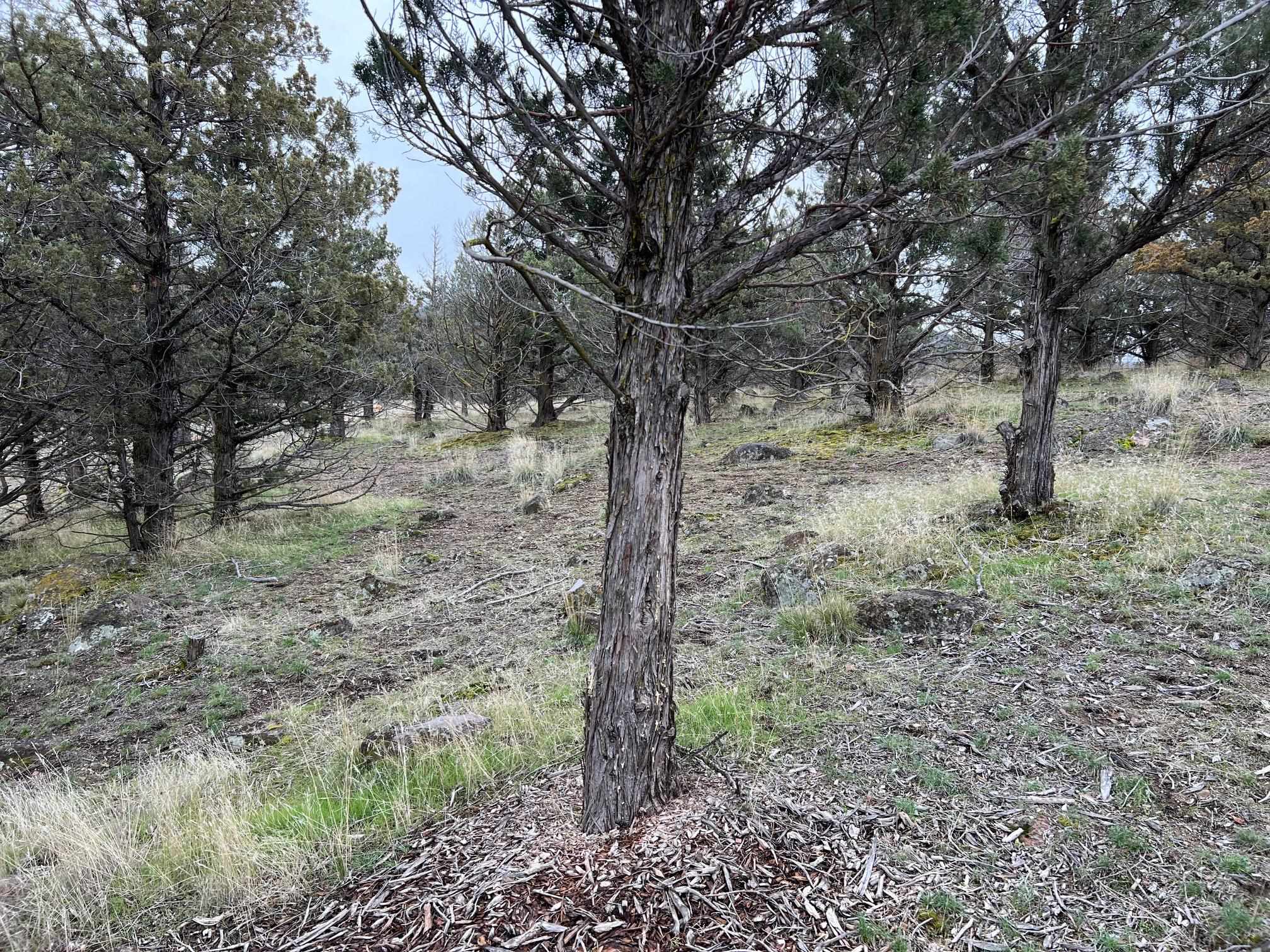 Land in Weed