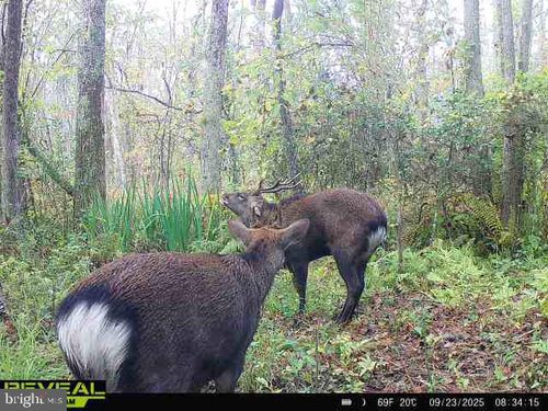 0 Calloway Wharf Rd, RHODESDALE, MD, 21659 | Card Image