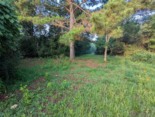 Large clearing border walking path. | Image 9