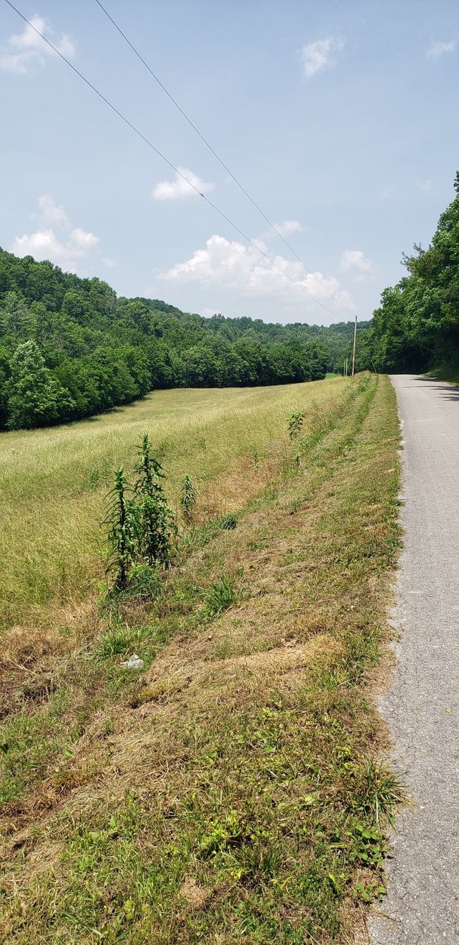 49 Je Sartain Rd, Home with 0 bedrooms, 0 bathrooms and null parking in Manchester TN | Image 43