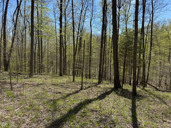 view of nature with a forest view | Image 38