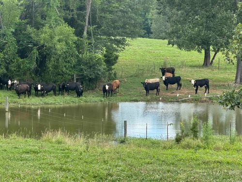100 Acres Wynn Road, Dierks, AR, 71833 | Card Image