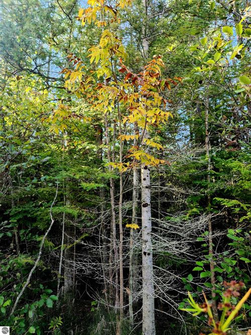 0 State Rd, Kalkaska, MI, 49646 | Card Image
